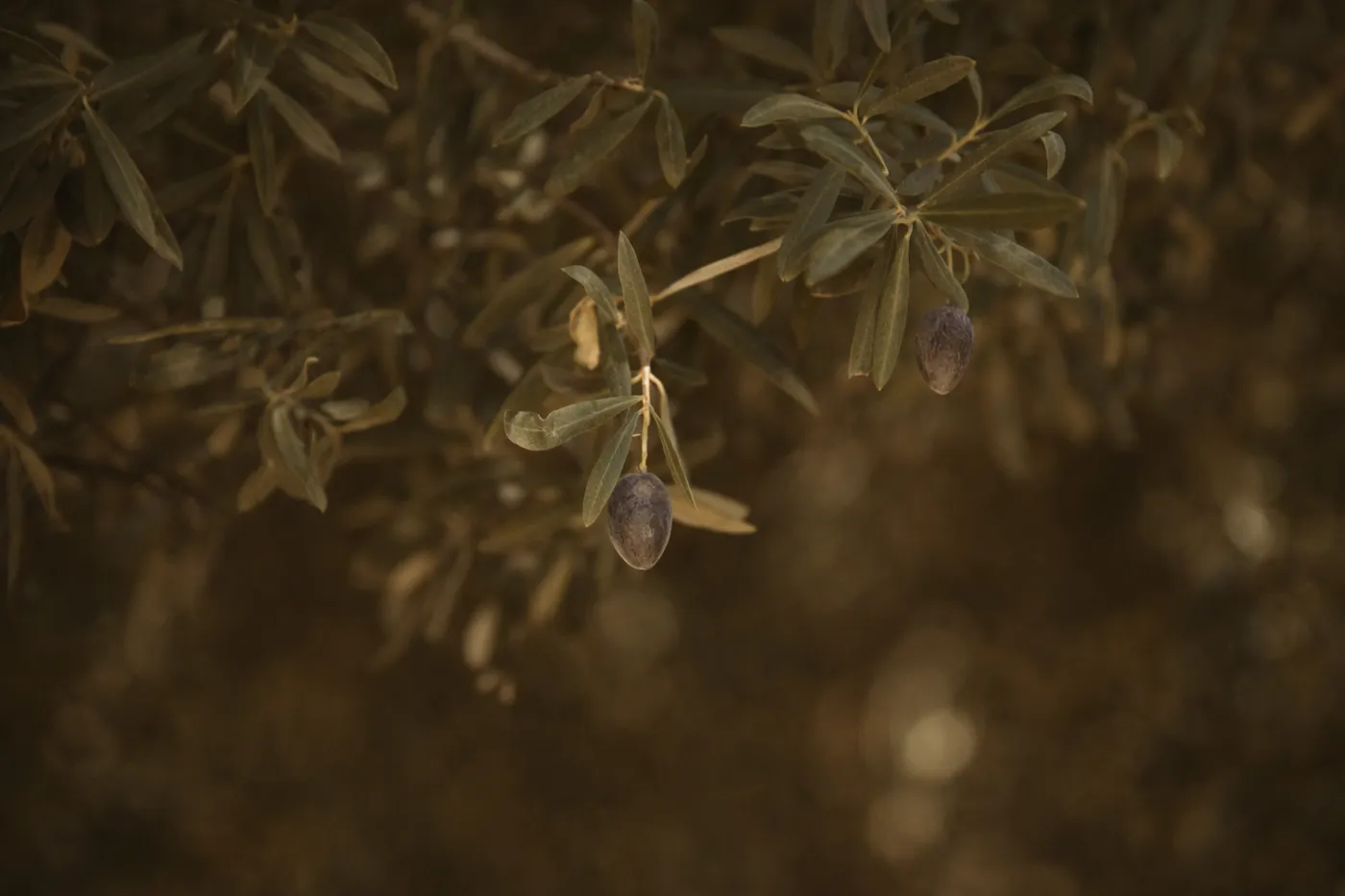 Olive-farms