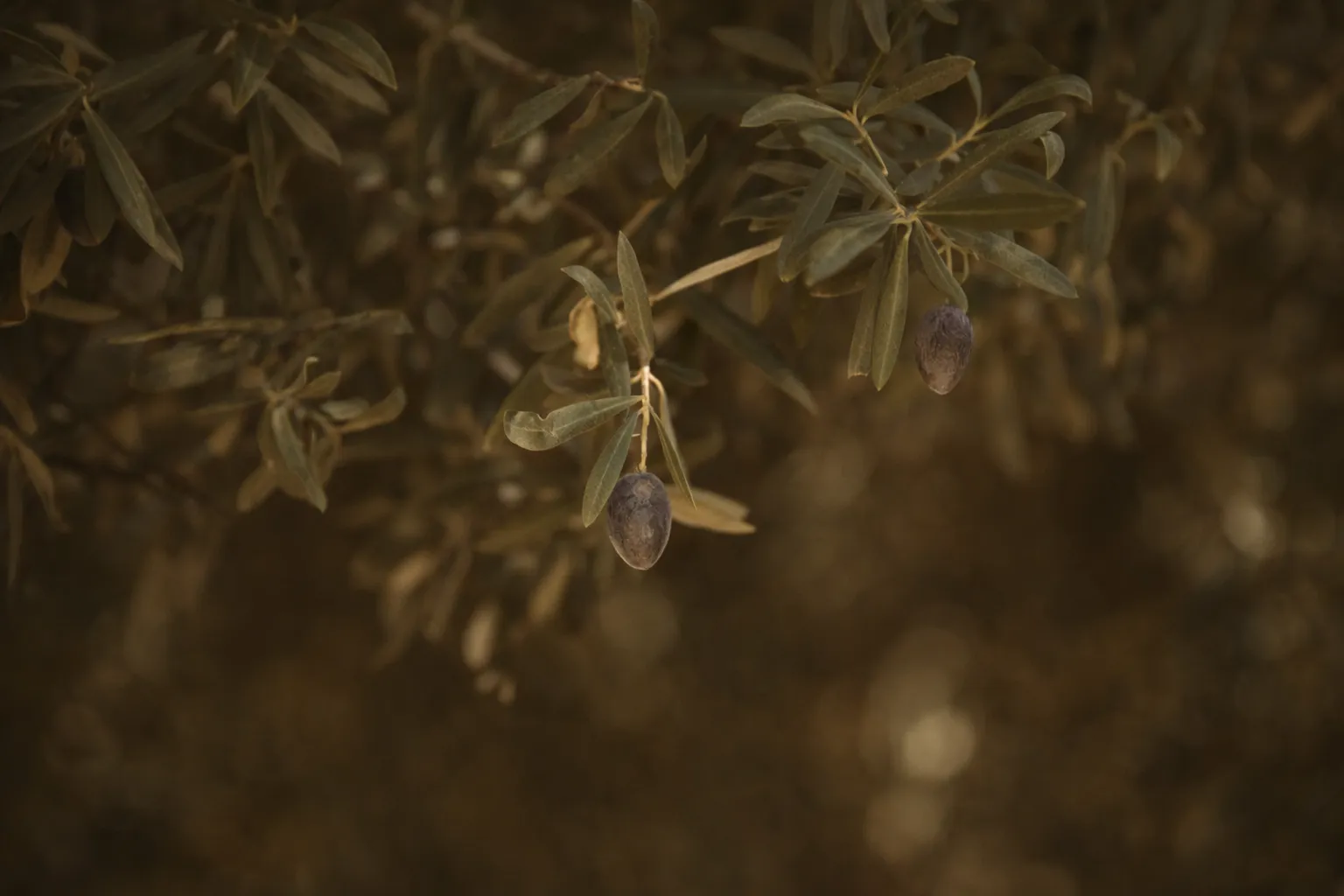 Olive-farms